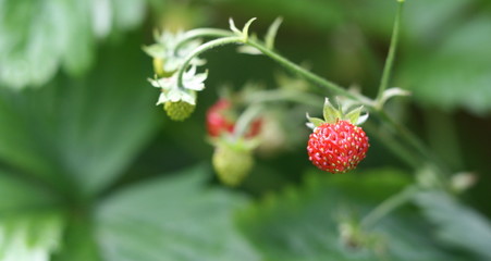 fraise des bois,wild ,strawberry