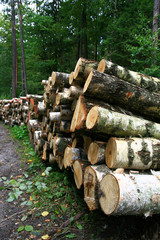 pile wood in forest