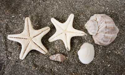Fototapeta na wymiar sea shells