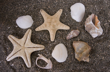 sea shells 