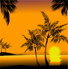 palm sunset