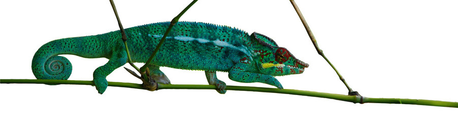 cameleon l'endormi © berdoulat jerome