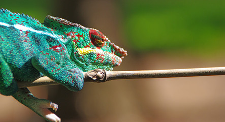 cameleon l'endormi © berdoulat jerome