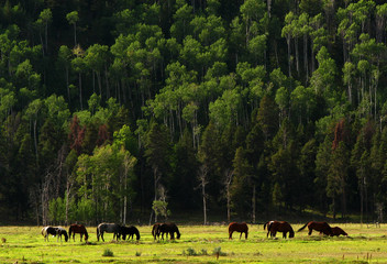 Horses grazing near Teton Village, Wyoming