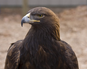 Golden Eagle