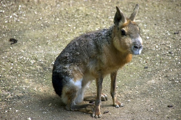 lièvre de patagonie