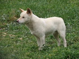 white dingo portrait