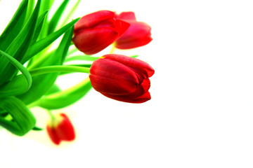 Tulips with shallow DOF and copy space