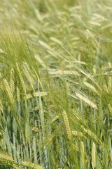 it is a macro of a field of barley