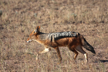 Jackal jog