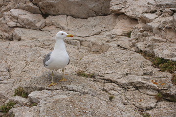 Möwe