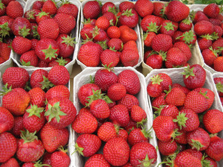 erdbeeren in schalen nach der ernte