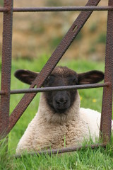 behind bars