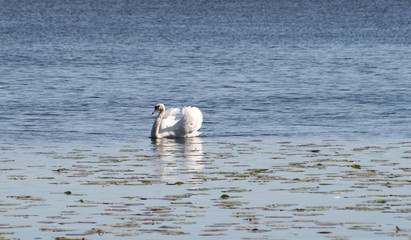 lake swan