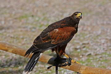 Seeadler