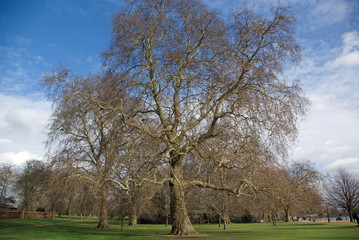 Leafless Tree in Spring