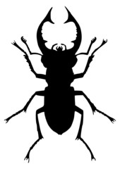 Hirschkäfer (Stag beetle, Lucanidae)