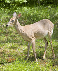 female deer
