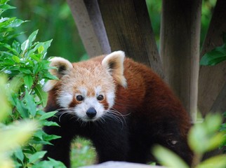 Obraz premium red panda