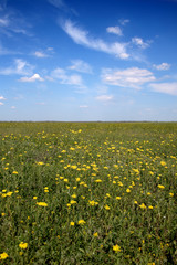 Flower field under blue sky