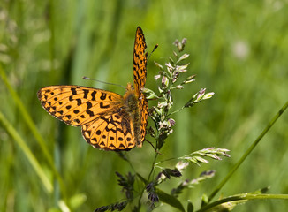 butterfly on the grass