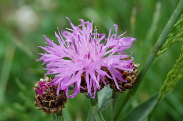 delicatesse et finesse