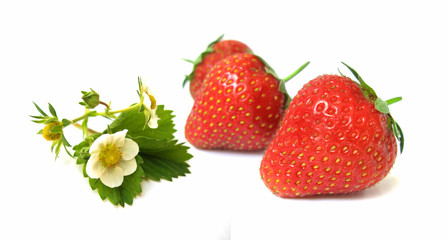 Strawberries, leaves and bloom 