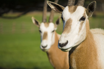 Oryx antelopes
