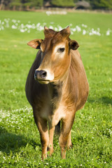 zebu cow