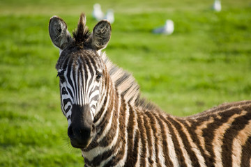 zebra