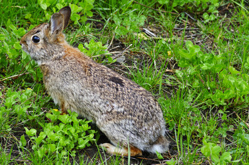 Young rabbit