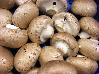 champignon - agaricus