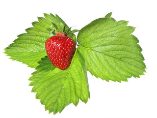 strawberry