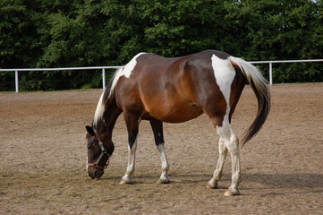 standing on paddock horse