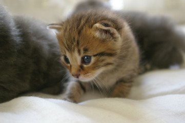 chaton