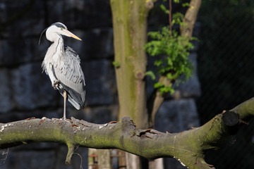 petit patapon