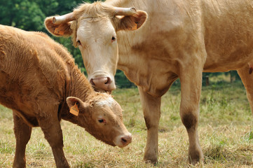 Vache et son petit veau
