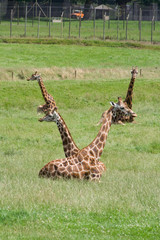 Giraffes in a V