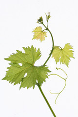 Weinrebe