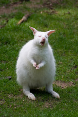 Yawning Albino Wallaby