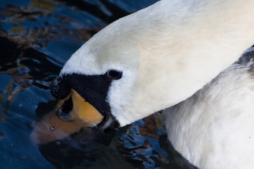 Swan closeup