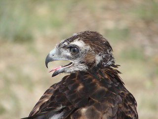 Red-tailed Hawk 