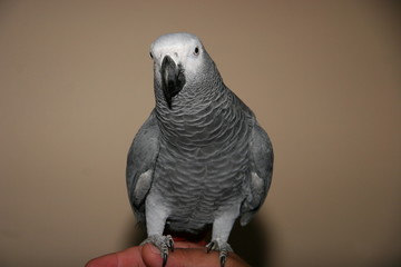 grey bird