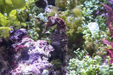 seahorse
