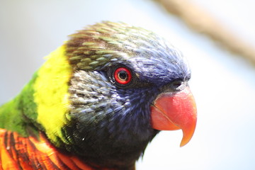 lorikeet