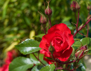 Rose and cocoons in garden