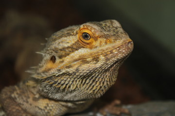 horned lizard