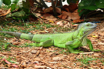 alert green iguana