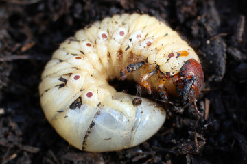 larva of may-bug