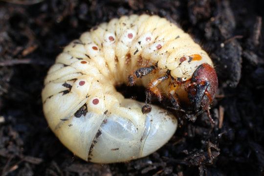 Larva Of May-bug